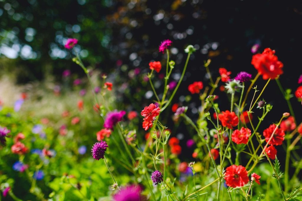 flowers in the chestnut tree house garden
