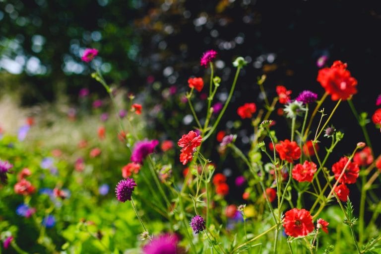 flowers in the chestnut tree house garden