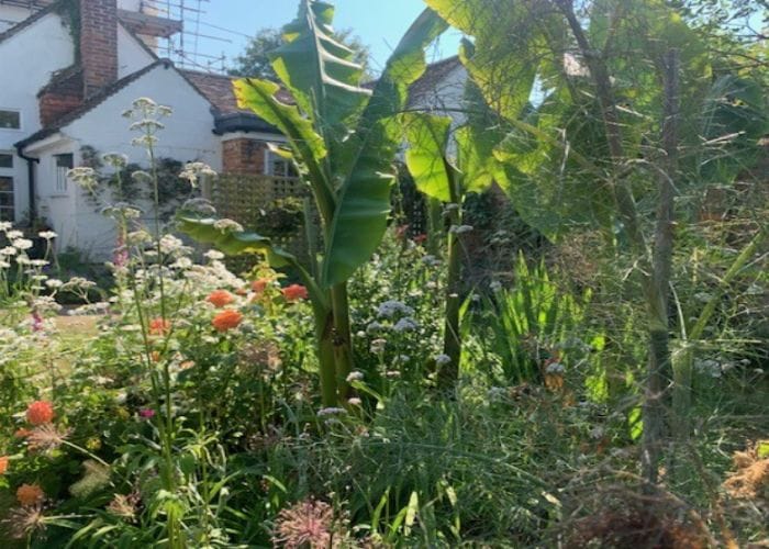 Flowers and plants in the garden of lodge cottage, taking part in our open gardens event