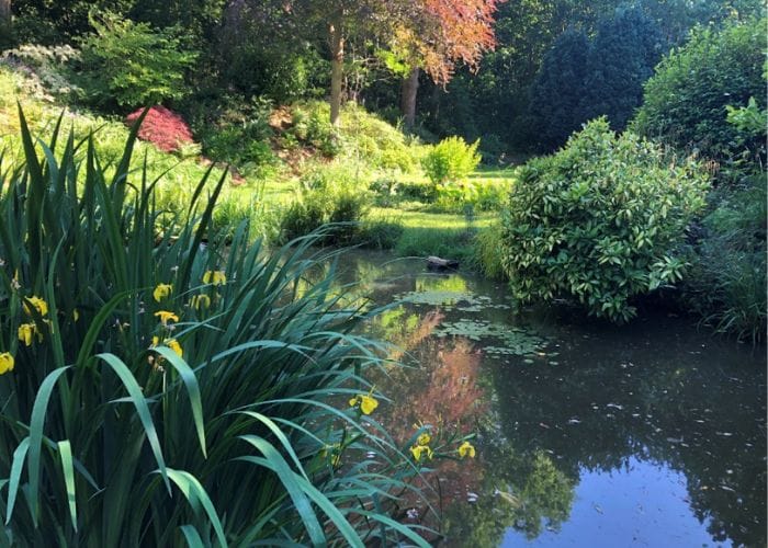 A pond and plants at old mill house, taking part in our open gardens event